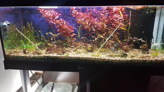 Aquarium 4.jpg