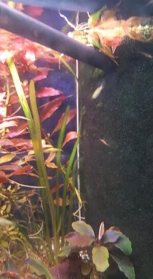 Aquarium 2.jpg