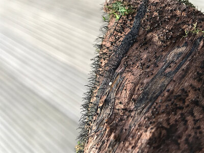 63D40D06-7650-488C-BEFA-65F988484250.jpeg