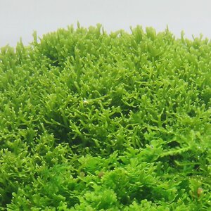 Riccardia Aber Welche Flowgrow
