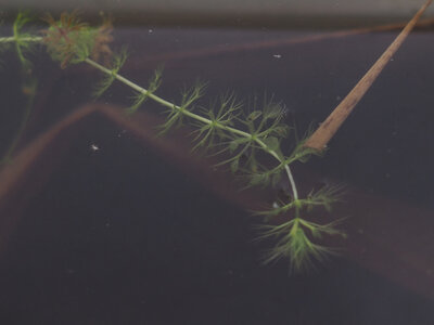 Aldrovanda.versiculosa.18.03.19.1.jpg