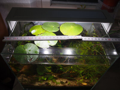 nymphoides.aquatica.03.04.19.3.jpg