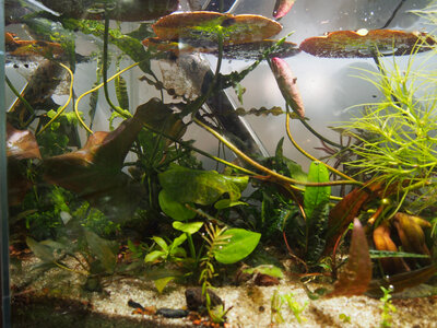 nymphoides.aquatica.03.04.19.2.jpg