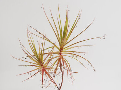 roridula.gorgonias.04.27.19.1.jpg