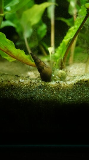 Schnecke.jpg