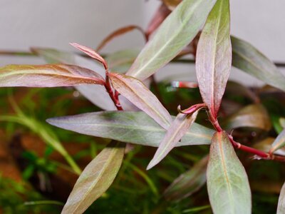 Persicaria sp. 'sao Paulo'.jpg