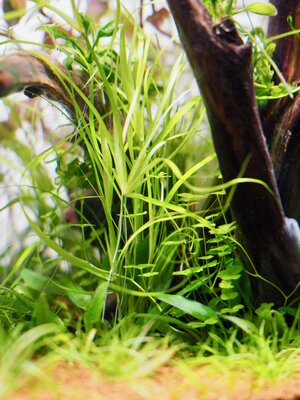 Juncus.jpeg