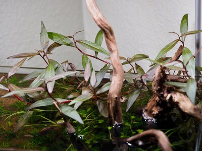 Persicaria.jpeg