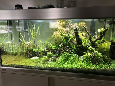 Eheim Aquarium-Kombination Proxima, 325 bestellen