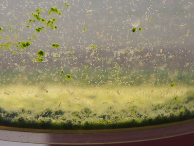 copepode.salz.15.02.19.jpg