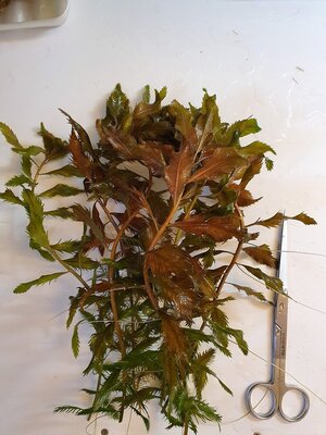 Proserpinaca palustris-25.jpg