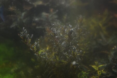 Rotala.jpg