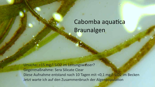 Braunalgen Cabomba aquatica.png