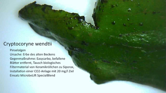 Pinselalgen Cryptocoryne wendtii.png