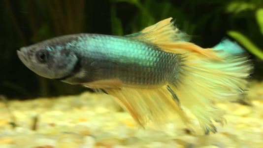 Speedy the Betta.png