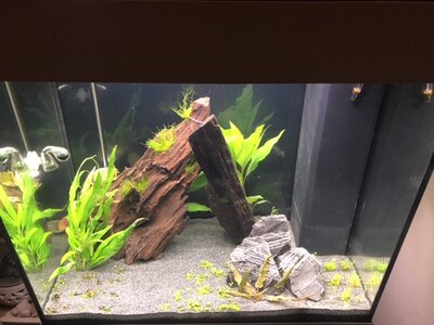 Aquarium Bodendecker Wachsen Nicht