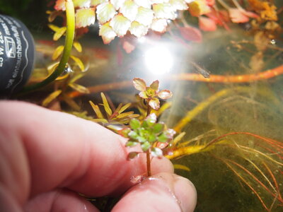 ludwigia.sedoides.2020.02.16.2.jpg