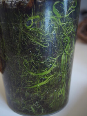 utricularia.longifolia.2020.03.1.1.jpg