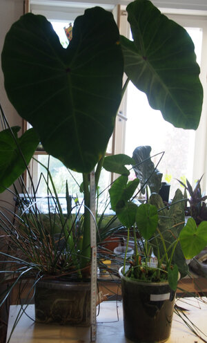 colocasia.esculenta.2020.04.21.1.jpg