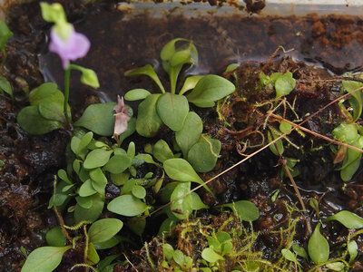 u.calycifida.2.03.18.3.jpg