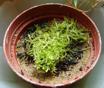 k DSC04781utricularia graminifolia.jpg