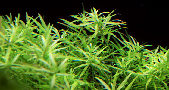 limnophila_sp_vietnam_resize.jpg