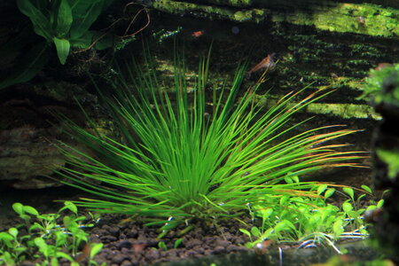 eriocaulon_resize.jpg