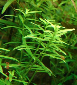 k Rotala spec. greenDSC04946.jpg