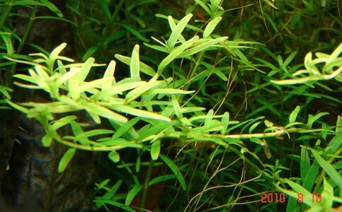 k Rotala spec. greenDSC04946 (2).jpg