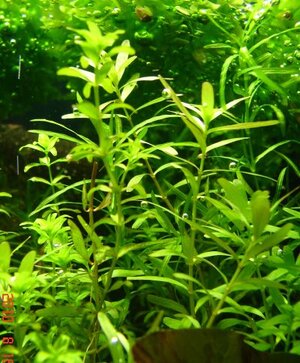 k Rotala kleines AQ DSC04968 (2).jpg