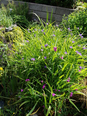 DSC03503a.JPG