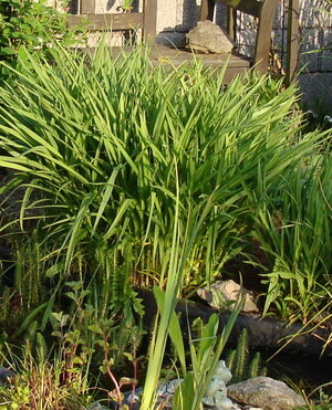 DSC02809c.JPG