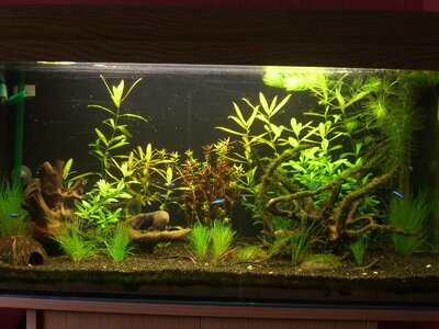 112l Aquarium! ka x) 001.jpg