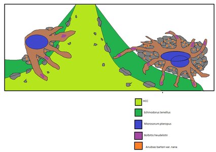 PLAN natur vordergrund+ hardscape.jpg