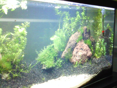 Aquarium+weitere 024.jpg
