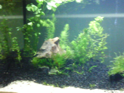 Aquarium+weitere 022.jpg