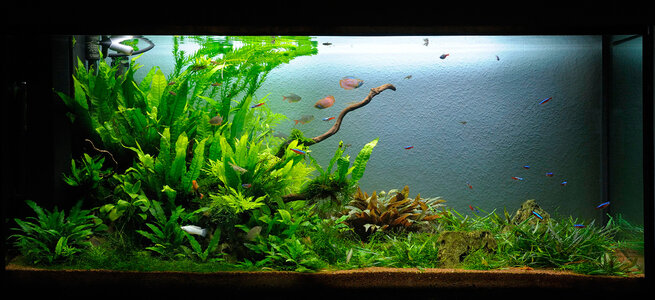aquarium-7.jpg