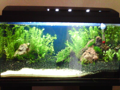 Aquarium Sept. 2010 027.jpg