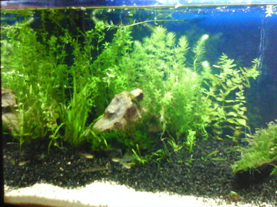 Aquarium Sept. 2010 004.jpg