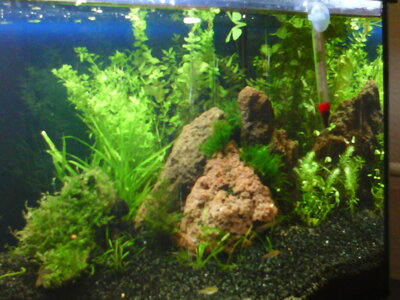 Aquarium Sept. 2010 007.jpg