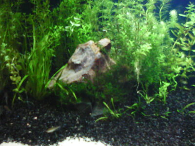 Aquarium Sept. 2010 009.jpg