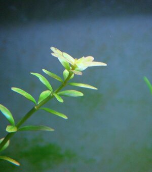 Rotala rotundifolia.jpg
