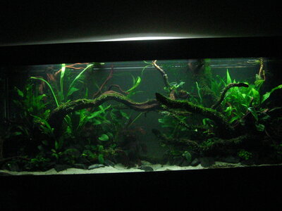 Aquarium August2 020.jpg