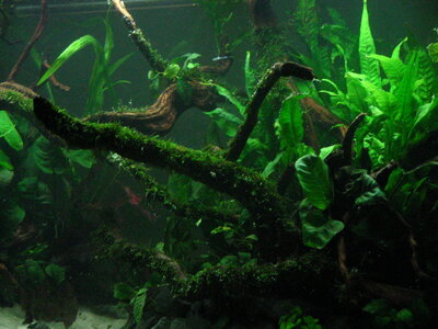 Aquarium August2 005.jpg