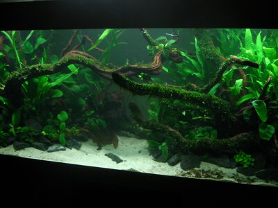 Aquarium August 030.jpg