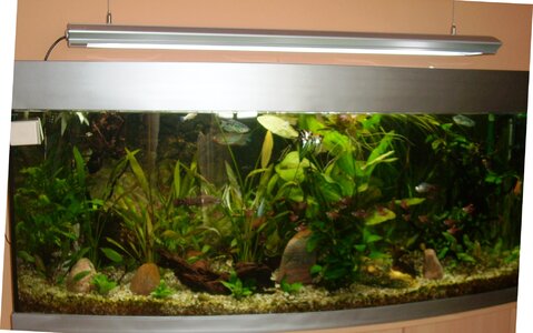 aquarium.JPG