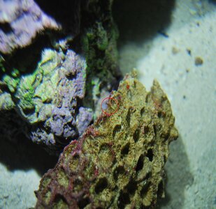 DSC_0246.JPG