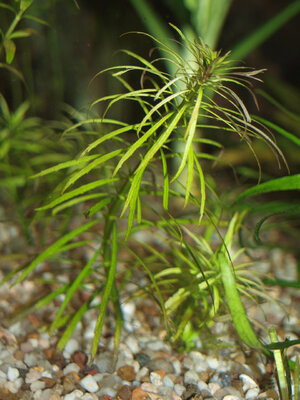 Pogostemon Stellata Verliert Blatter Von Unten Nach Oben Flowgrow