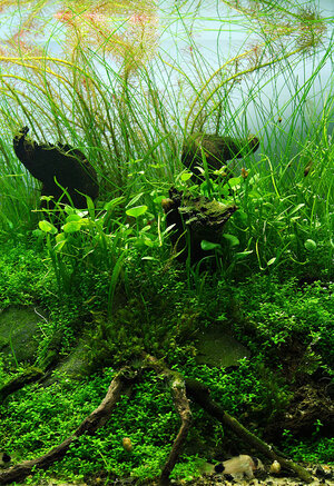 acuario 004klein.jpg