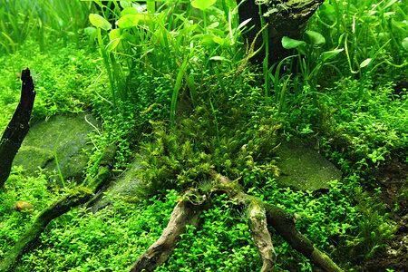 acuario 027klein.jpg
